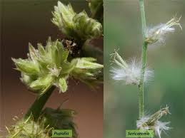 Image result for Sericorema