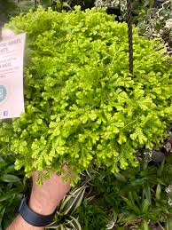 Image result for Selaginella vogelii