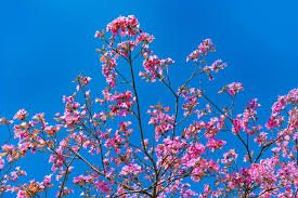 Flor Rosa Da Arvore De Sakura No Ceu Azul Na Primavera Foto Premium