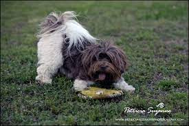 Milo is house trained and well behaved. Available Puppies Willow Springs Havanese