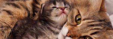 The good thing is that most illnesses have visible symptoms that will help you identify we are all wired differently on how we see things, especially subtle things, and there's no better way to describe a sick cat, considering they are. How To Care For A Sick Kitten Hill S Pet