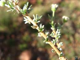 Image result for Eriocephalus ambiguus