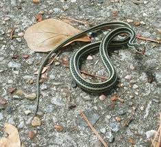 Garter Snake Holding Its Ground Snake Kinds Of Snakes Snake Tattoo