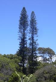 Image result for Araucaria columnaris