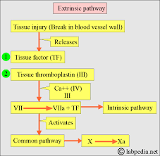 Image result for Anticoagulation Pathway