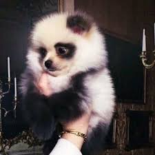 Baby Black And White Pomsky Vicky Pattison On Instagram This Is A Pomeranian But He Looks Like A Panda Mine Panda Dog Cute Baby Animals Baby Animals