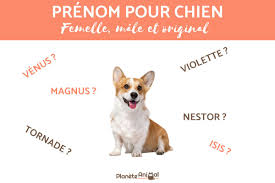 Si vous cherchez un nom de chien en p pour votre animal né en 2019 découvrez une liste originale et complète de prénoms pour femelles et mâles. De 200 Idees De Prenoms Pour Chiens Femelle Male Et Original