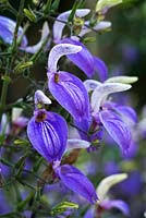 Image result for Brillantaisia oligantha