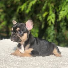 2 on the akc list as of 2020), there is increasing concern to improve their health. Tan French Bulldog My Frenchie Club