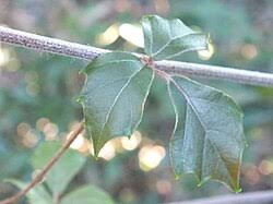 Image result for Rhoicissus