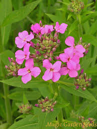 Pin Auf Schnittblumen Blumen Samen