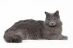 Unique Facts About the Shy and Gentle Nebelung Cat - Cat Appy