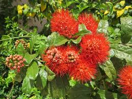 Image result for Combretum constrictum
