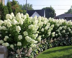 My hydrangia hasn't bloomed in 5 yrs. Hydrangeas Vandermeer Nursery