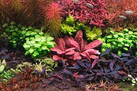 Image result for Hypoxis parvifolia