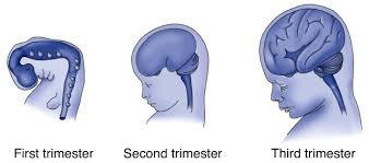 Content When Can Alcohol Damage The Fetus The Alcohol Pharmacology Education Partnership