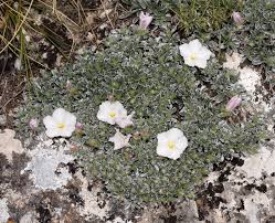 Image result for Convolvulus farinosus