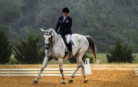 Shop solids, geometric patterns, animal prints and vintage designs. Hd Wallpaper Person Riding White Horse Rider Dressage Competition Equestrian Wallpaper Flare