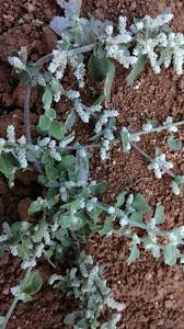 Image result for Aerva lanata