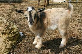 The Owner Caught These 2 In The Backyard How They Respond To Each Other Had Him Enthralled Nigerian Dwarf Goats Dwarf Goats Nigerian Dwarf