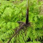 Image result for Histiopteris