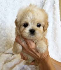 Maltipoo puppies available for sale in michigan from top breeders and individuals. Maltipoo Price Maltipoo