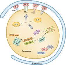 Maybe you would like to learn more about one of these? Peroxisomes Versatile Organelles With Diverse Roles In Plants Pan 2020 New Phytologist Wiley Online Library