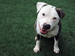 We did not find results for: Call A Dog A Pit Bull And He May Have Trouble Finding A Home Science Smithsonian Magazine