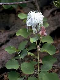 Image result for Capparaceae