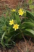 Image result for Hypoxis sp. A (as per FZ 12-3)