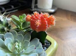 Sexual reproduction is the way living organisms keep to check if the plant actually does grow, look at the center on its top. Why Is Your Moon Cactus Dying And Can It Be Saved A Natural Curiosity