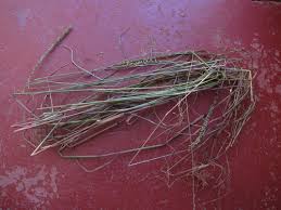 Image result for Sacciolepis chevalieri