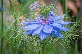 Nigella Damascena Love In A Mist Is A Popular Upright Bushy Annual Boasting Pale Blue Flowers Late Summer Flowers Dried Flower Arrangements Annual Plants