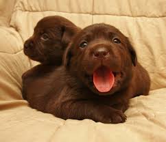 Find labrador retrievers for sale in springfield, oh on oodle classifieds. Chocolate Lab Retriever Breeders Hidden Pond Labradors