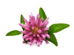 Epingle Par Cm Clover Flower Healing Herbs Health Benefits