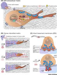 We did not find results for: Fueling Cell Invasion Through Extracellular Matrix Trends In Cell Biology