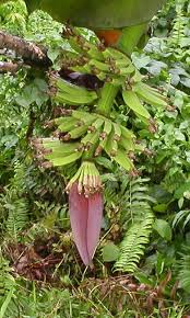 Kisah pisang dan jarum hantu | pisang emas dibawa belayar, pisang asam dibuat cekodok. Sir Zayn On Twitter Gold Bananas Brought Out To Sea Set To Ripen Upon A Chest A Debt Of Gold Is Paid With Ease Debts Of Honor Abide Till Death Pisang Emas