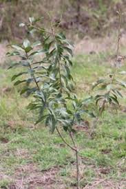 Image result for Warburgia ugandensis