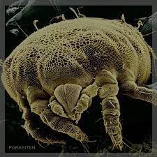 Potent herbal parasite cleanses following dr. Parasiten Free Dl By Sastruga