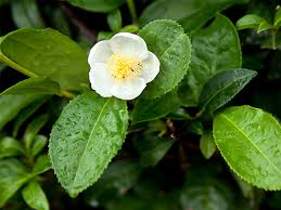 If you want your camellia to increase in size because it is newly planted, give it a fertilizer with a larger first number pruning reinvigorates the plant and decreases the chances of bug or disease infestations. Camellia Sinensis Leaf Extract Benefits Uses And Side Effects