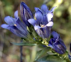 Image result for Gentianaceae