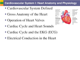 Ppt Cardiovascular System I Heart Anatomy And Physiology Powerpoint Presentation Id 6333362