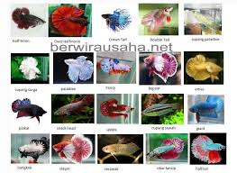 Ikan cupang merupakan salah satu jenis ikan tawar yang banyak dibudidayakan. Cara Budidaya Ikan Cupang Untuk Usaha