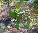 Image result for Nuxia oppositifolia