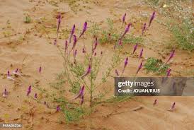 Image result for Hermbstaedtia linearis