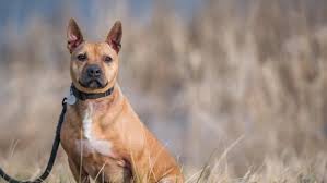 Are you thinking of adopting a dog? From Fighting Ring To Police Dogs Rescued Ck Pit Bulls Launch New Lives Cbc News