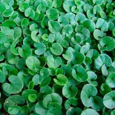 Our electric dog fence spans a large area, so we're limited on. Dichondra Seed Dichondra Repens Ground Cover Seeds