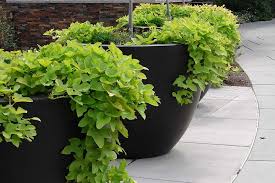 The sweet potato plant or sweet potato vine has been cultivated for around 2,000 years for its sweet tasting tubers. Are Ornamental Sweet Potatoes Edible Gardener S Path