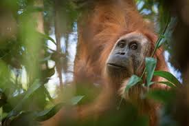 Check spelling or type a new query. The Tapanuli Orangutan S Extinction Is Imminent And Inevitable The Wire Science