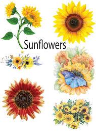 Free Free 284 Sunflower Waterslide Svg Free SVG PNG EPS DXF File